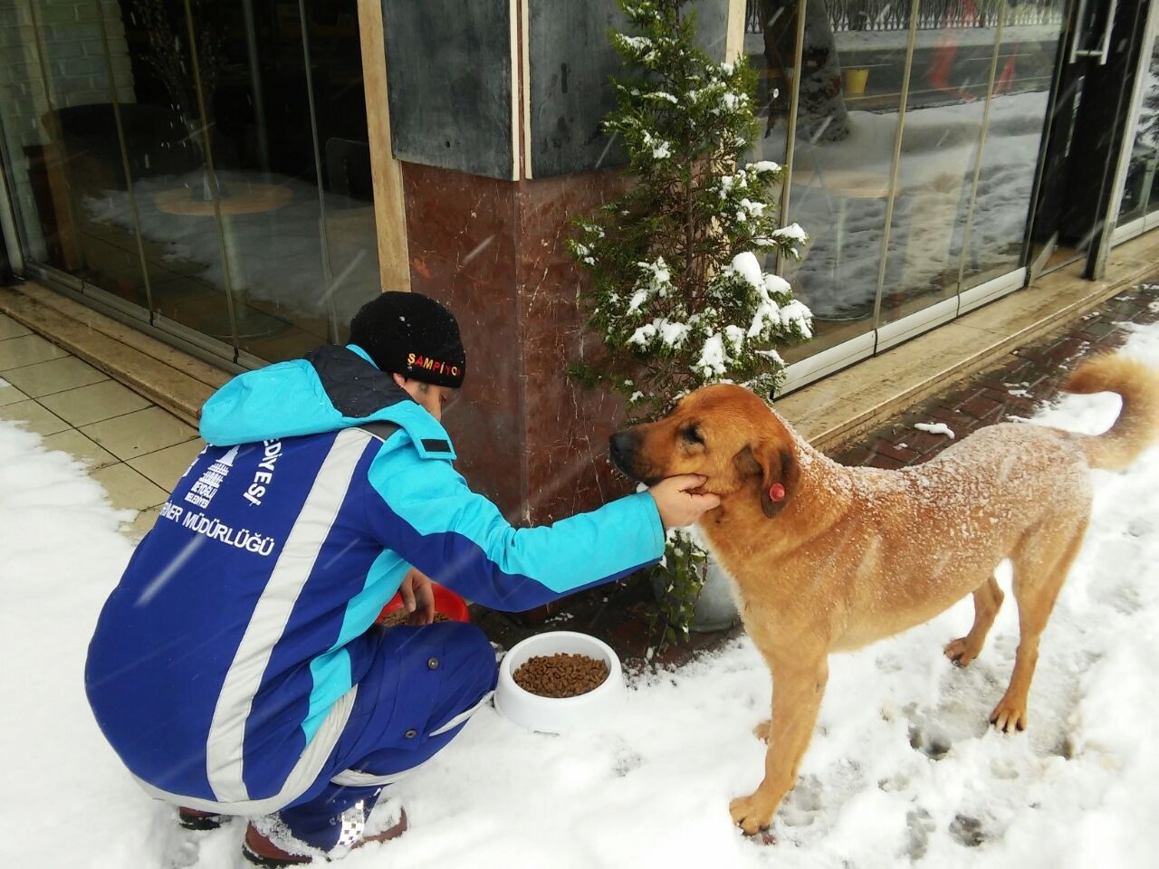 Locals, municipalities around Turkey keeping stray animals safe in harsh  winter | Daily Sabah