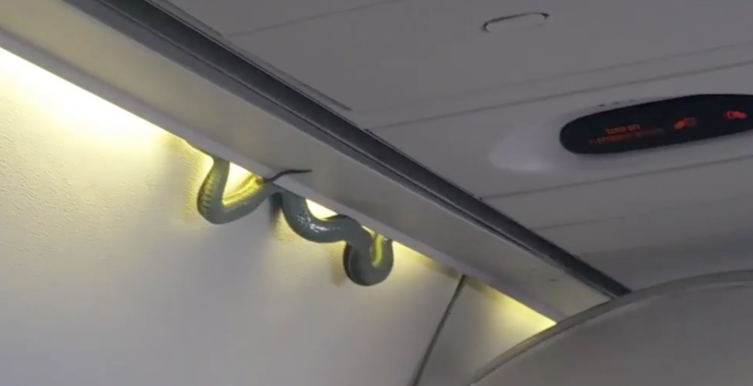A still image from a video shows a snake emerging from the overhead compartment on a flight in Mexico. (Twitter Photo)