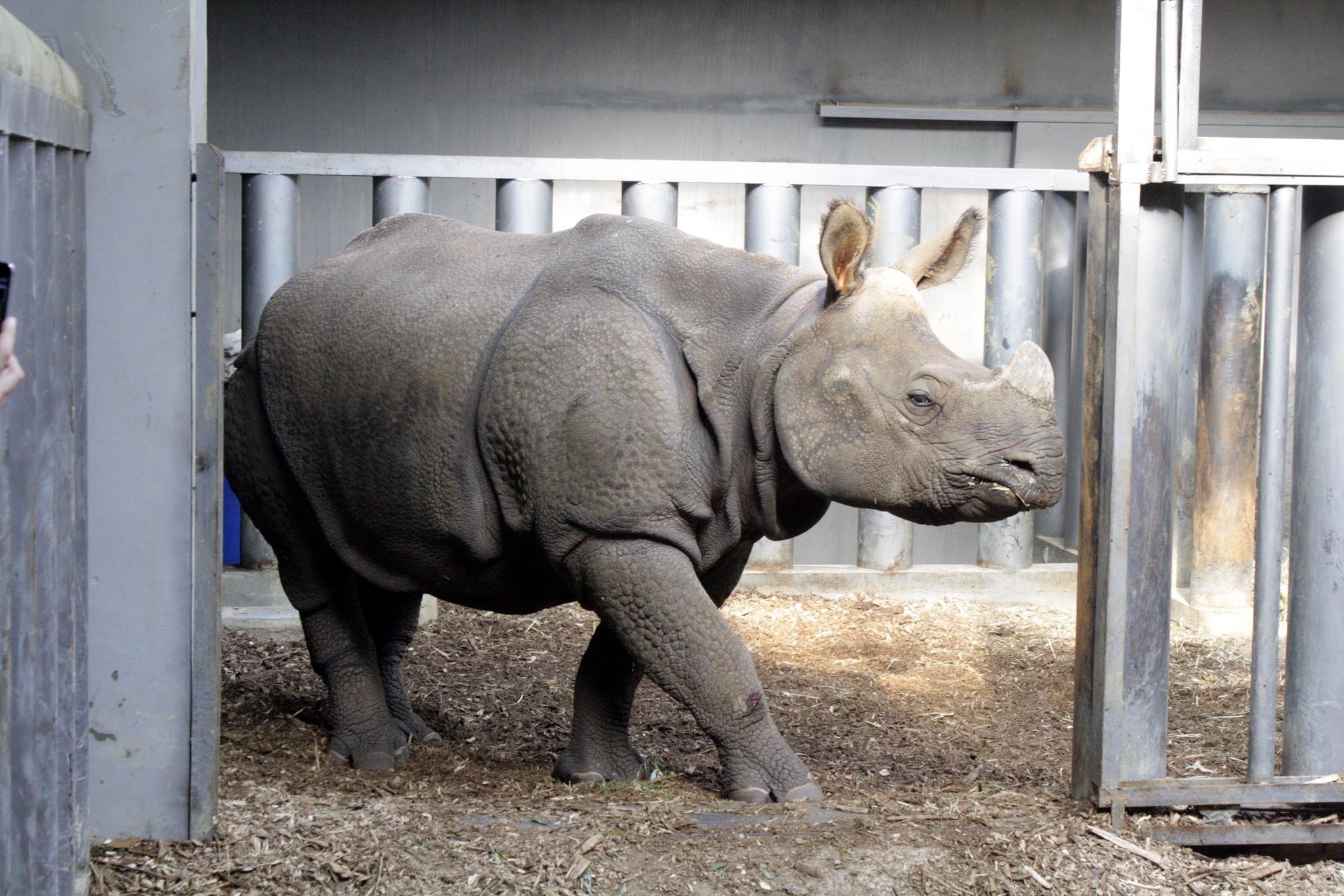  Rhino Komala poses for the camera. (DHA Photo)