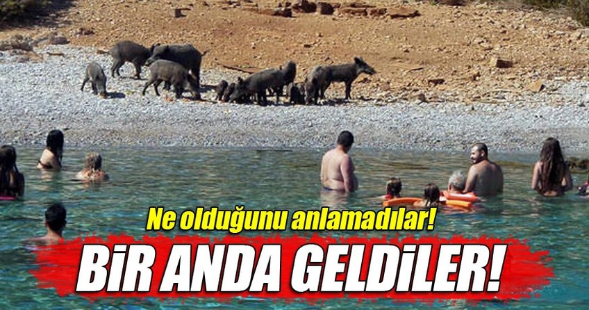 Adadaki domuzlara tatilci yemeği