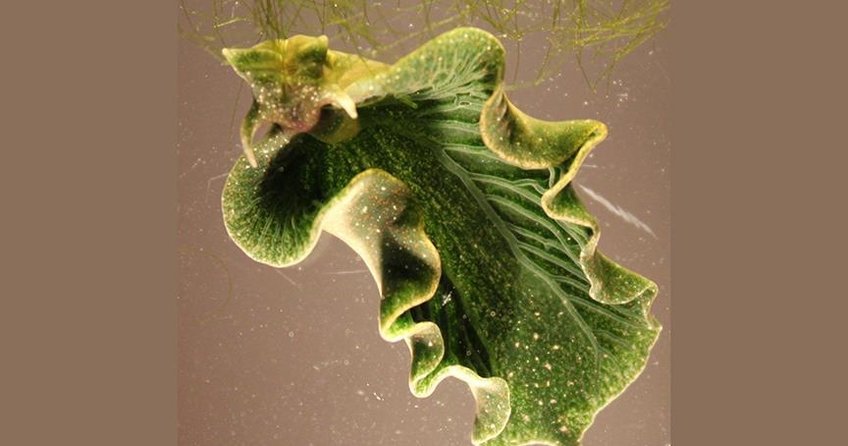 ABD’de fotosentez yapan deniz salyangozu keşfedildi