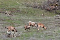 Wild goats, prevalent in central Turkey and in mountainous areas, are popular among foreign hunters.