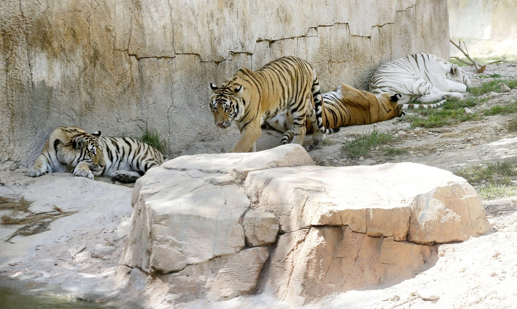 Tigers in an enclosure at Terra Natura animal park in Benidorm, eastern Spain, 03 July 2016, one day after a zookeeper was found dead. (EPA Photo) 