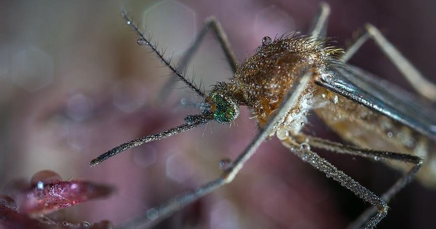 Çin’de dev sivrisinek bulundu