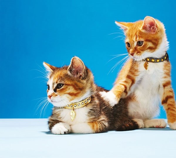 Artik Kedi Sevmek Istiyorum Cosmopolitanturkiye