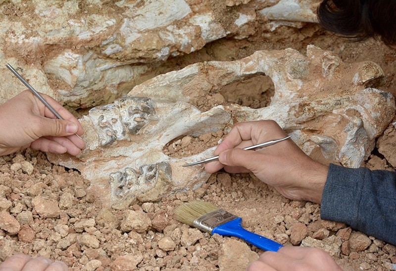 Fossil found in the district of Kaman in Ku0131ru015fehir province in central Turkey. (AA Photo)