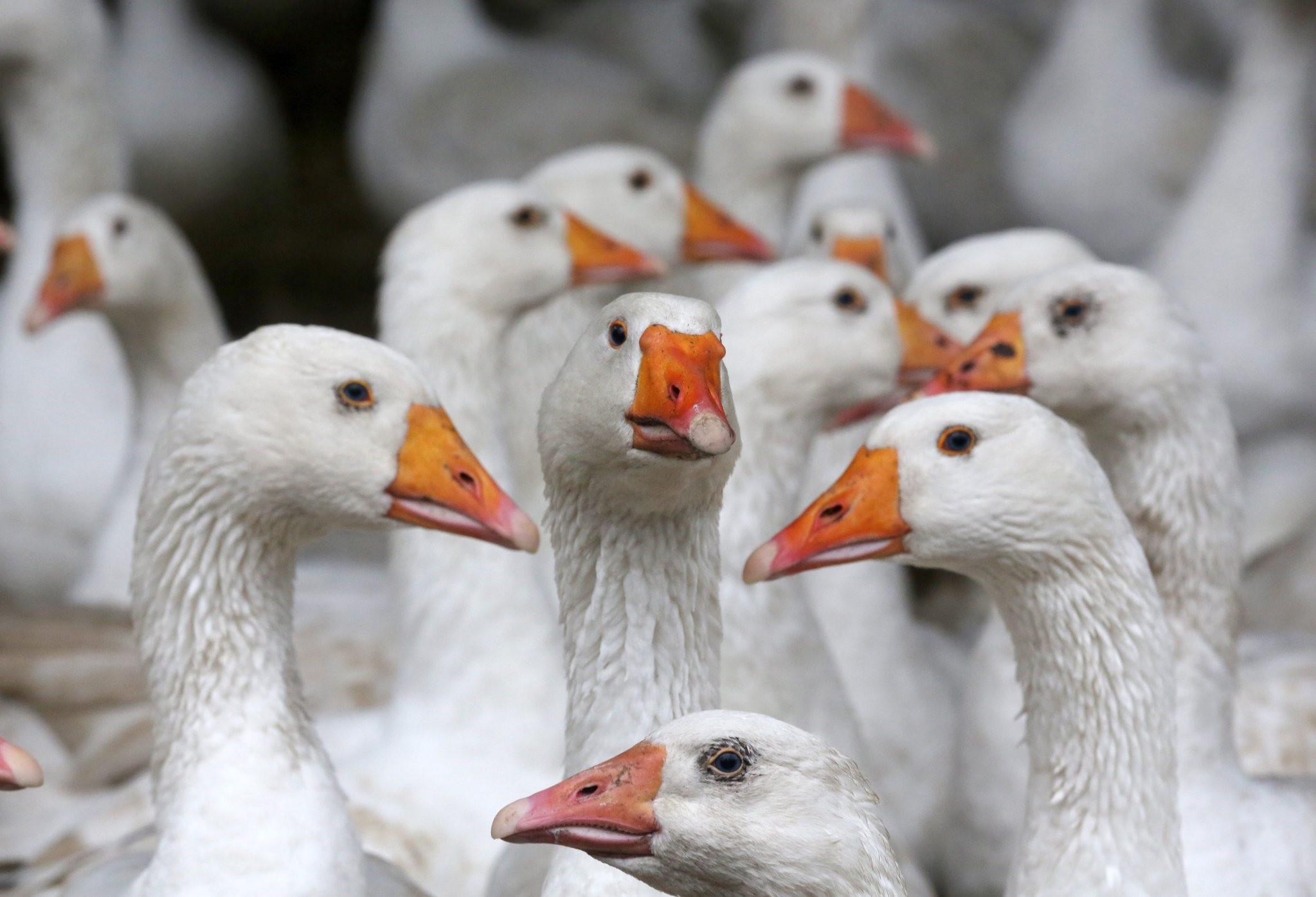 Geese are kept in stalls after farmers were ordered to keep the animals inside in the wake of an outbreak of avian flu in North Rhine-Westphalia. (EPA Photo)