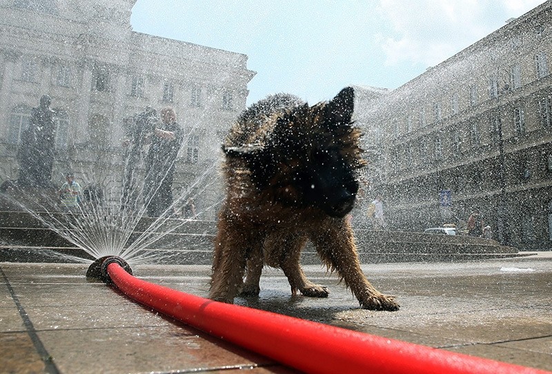 A dog cools itself off with water from a hose on a hot day in Warsaw, Poland, 23 June 2016. (EPA Photo)