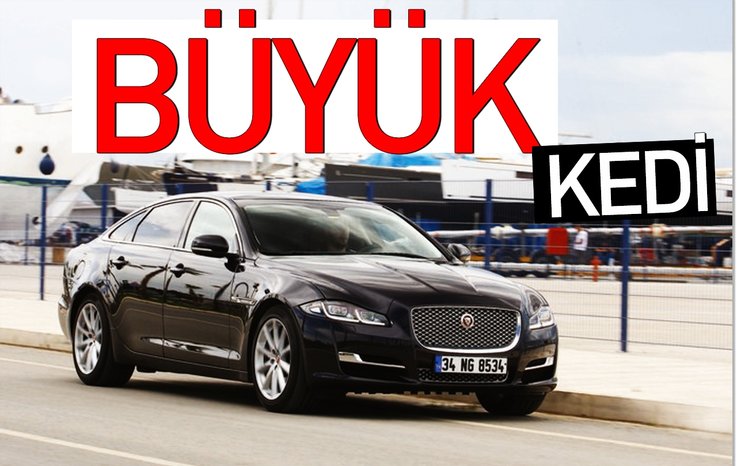 BÜYÜK KEDİ
