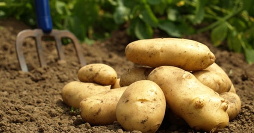 500 bin ton patates ihracat için bekliyor