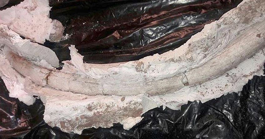 İran’da 20 milyon yıllık fildişi fosili bulundu