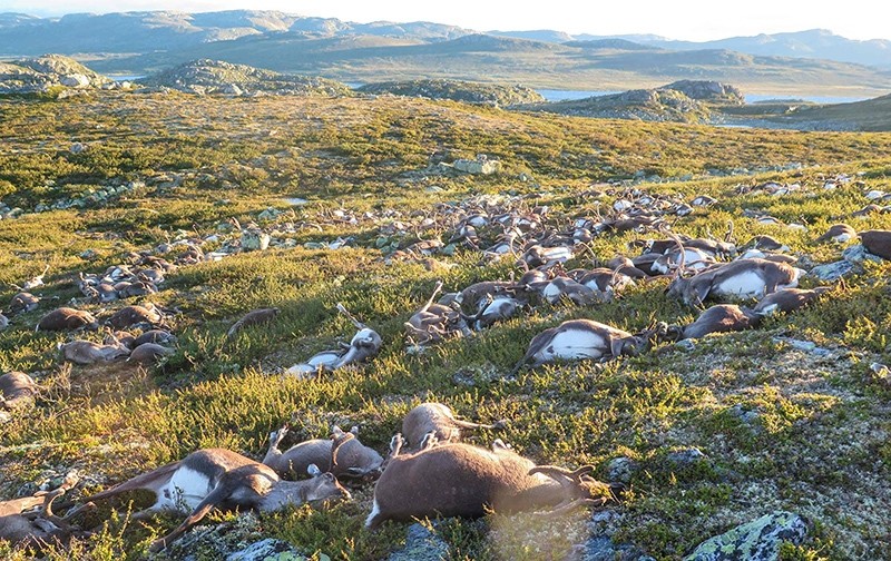 Some 323 dead wild reindeers struck by lightning are seen littering a hill side on Hardangervidda mountain plateau in central Norway on Saturday August 27, 2016 (AFP Photo)