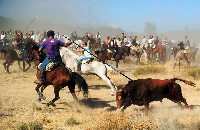 A file picture taken on September 17, 2013 shows a horseman stabbing a bull with a spear during the 'Toro de la Vega' festival. (AFP Photo)