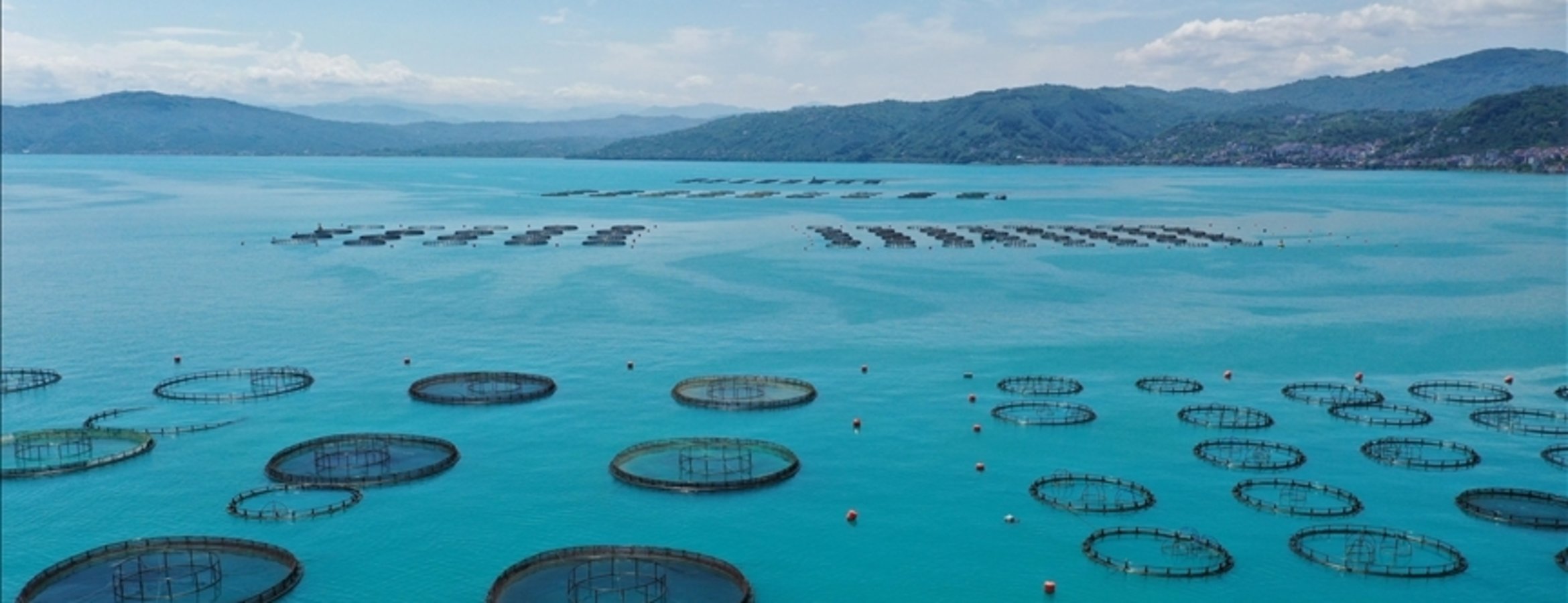 Ordu’da kafes balıkçılığı tesislerinde 2025’te 6 bin ton üretim gerçekleşti