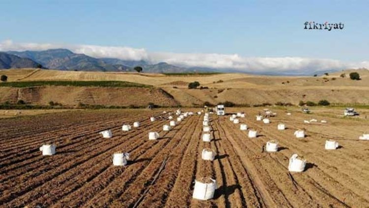 Patates, çiftçinin yüzünü güldürdü