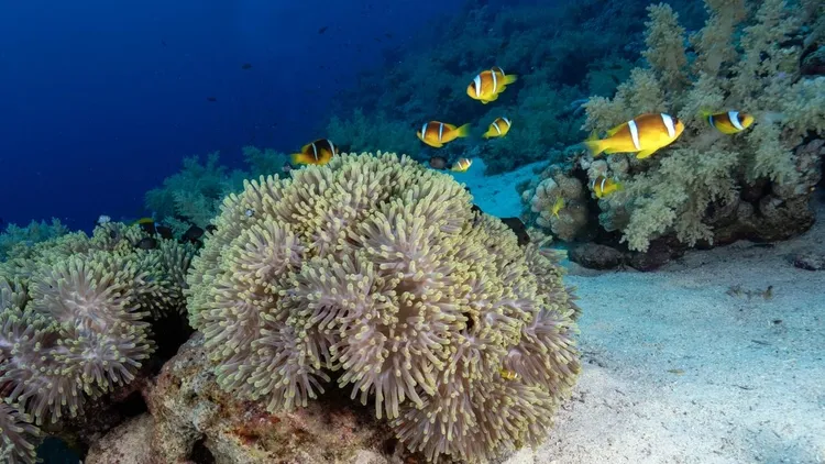 Colorful life in the depths of the Red Sea: Anemone City
