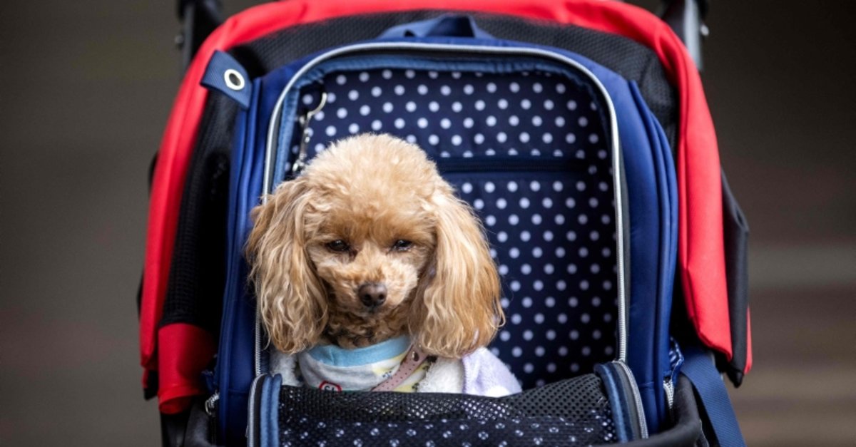 Can Dogs Ride On Trains In Japan