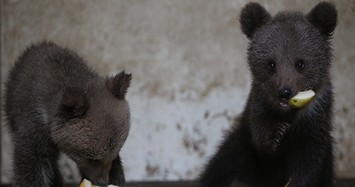 3 cuddly bear cubs taken under protection after their mothers die