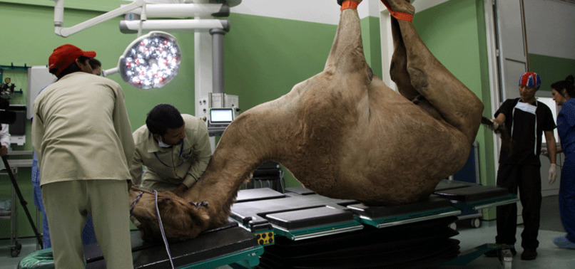 DUBAI OPENS $10 MILLION HOSPITAL EXCLUSIVELY FOR CAMELS