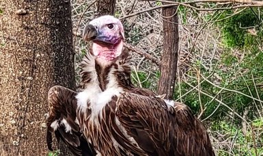 Dead vulture, missing leopard: mystery at the Dallas Zoo