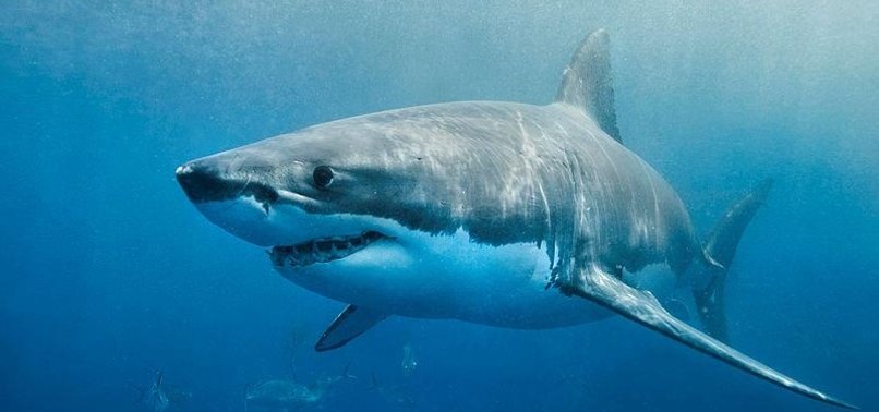 GREAT WHITE SHARKS SINK AND SWIM TO SAVE ENERGY FOR HUNTING: STUDY