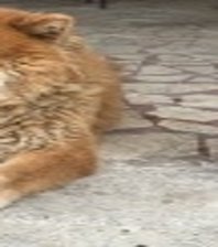Pamuk