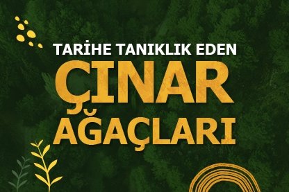 Tarihe tanıklık eden çınar ağaçları