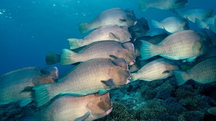 Rich underwater life of Sipadan Island