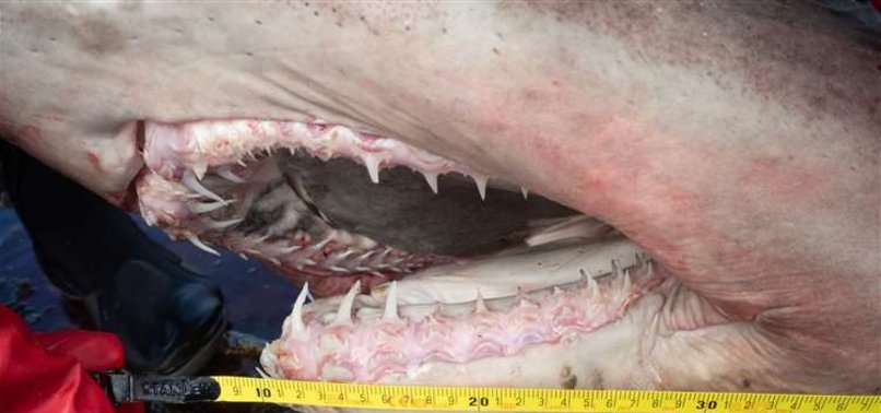 SCIENTIST ‘COULDN’T BELIEVE’ DISCOVERY OF RARE SHARK ON IRISH SHORE