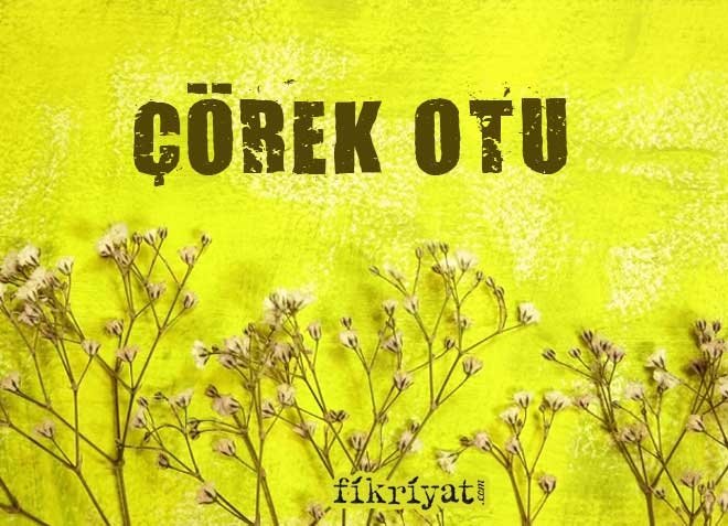 ÇÖREK OTU FAYDALARI