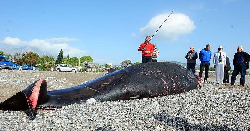 Antalya’da balina kıyıya vurdu