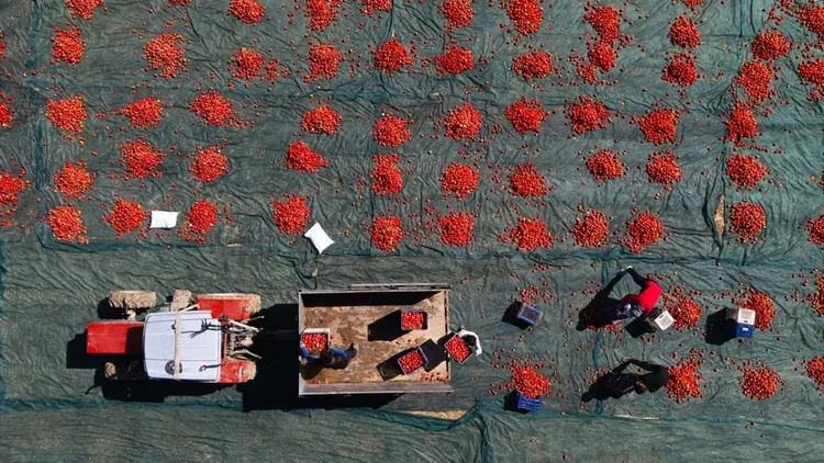 Dried tomato production expands in Malatya