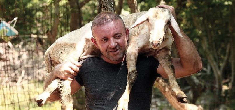 TURKISH MAN EYES WORLD TITLE FOR SHEEP SHEARING IN NEW ZEALAND