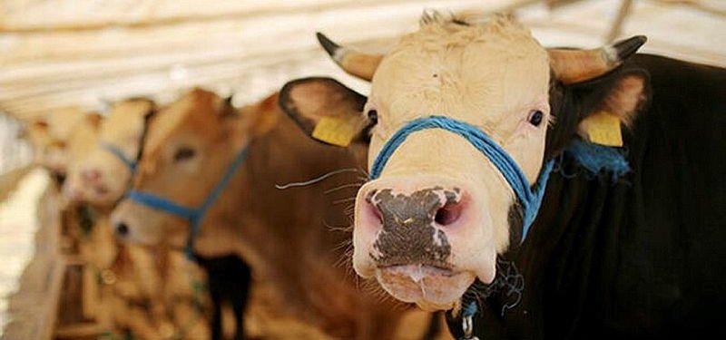 Eid al-Adha: Understanding significance of 'Feast of Sacrifice'