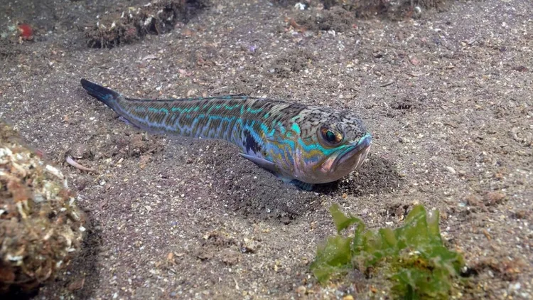 Marmara seabed footage shows marine life and mass die-off in deep waters