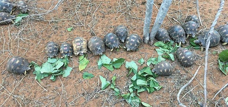 Thousands of rare tortoises rescued from dealers in Madagascar