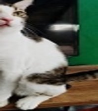 Yuki