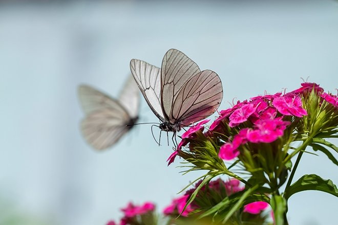 Edebiyatın önemli şairlerinden bahar konulu şiirler