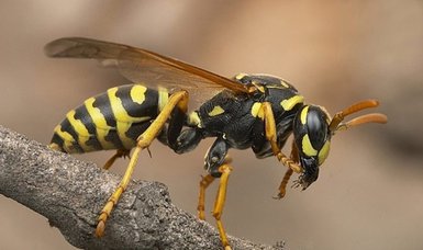 42 children hospitalized after being attacked by wasps in Sri Lanka