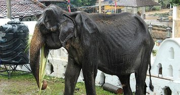 Elderly skeletal elephant spared Sri Lanka parade