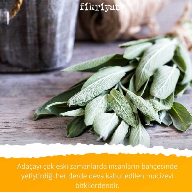 ADAÇAYI