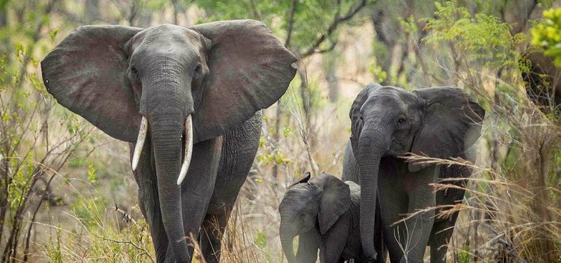 ELEPHANTS ARE FAST GOING EXTINCT, SAY EXPERTS