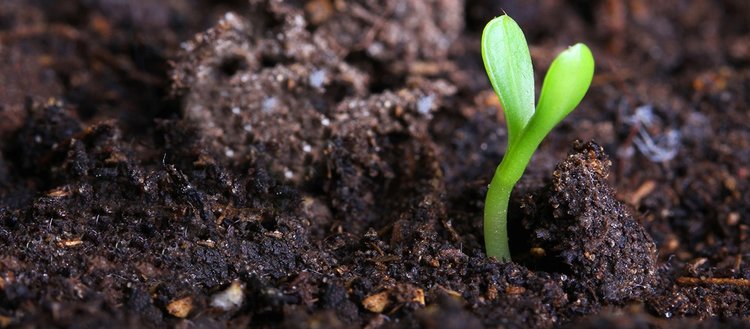 Toprağın organik madde miktarının artırılması için baklagil yetiştirilmesi önerisi