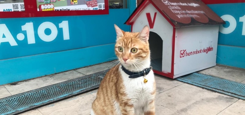 TURKISH SUPERMARKET CHAIN HIRES BULLY CAT FOR ISTANBUL STORE