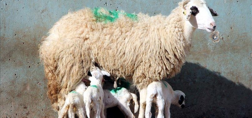 SHEEP GIVES BIRTH TO SEXTUPLETS IN NORTHERN TURKEY