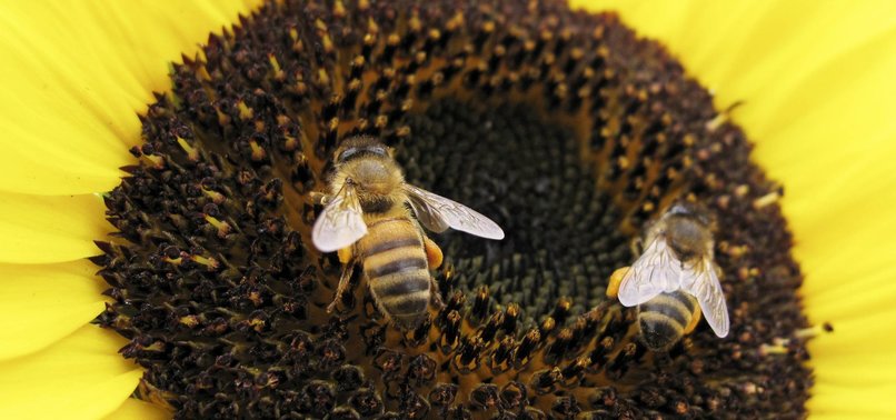 CLIMATE CHANGE: A MENACE TO WILD BEES