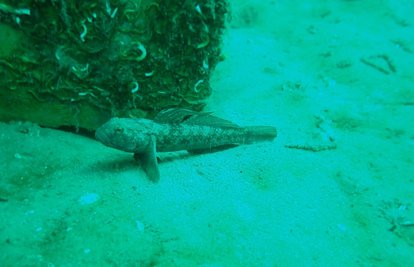 Yapay Resiflerle Çeşitlilik Arttı