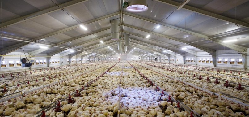 TURKEYS POULTRY PRODUCTION RISES IN MAY