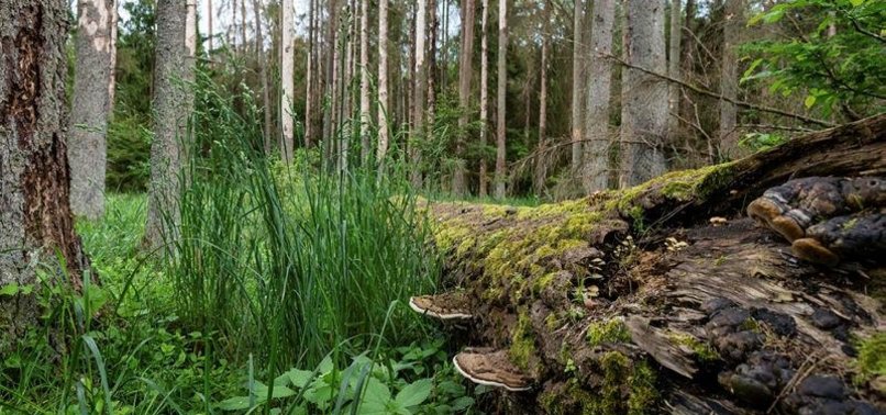 EU HAULS POLAND TO TOP COURT OVER ANCIENT FOREST LOGGING