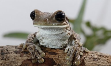 Young frogs may camouflage selves as animal poo - study